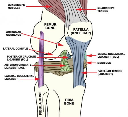 Knee_ligaments - Advanced Orthopedic & Sports Medicine Specialists