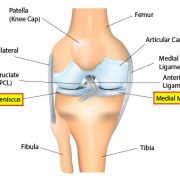 Knee Meniscus Diagram