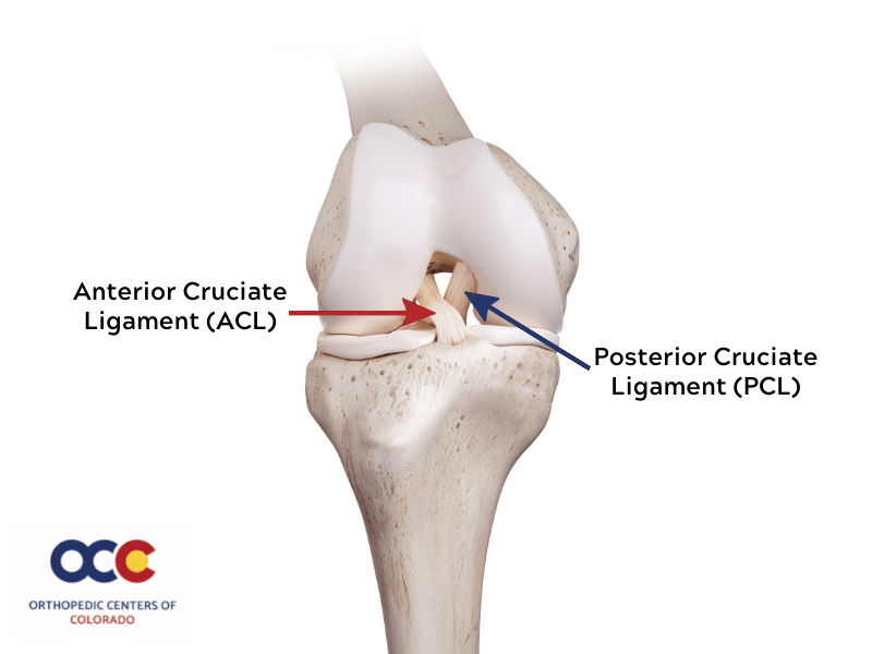 ACL and PCL Knee Model